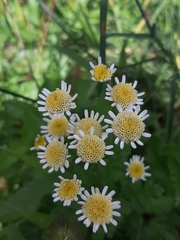 Tanacetum