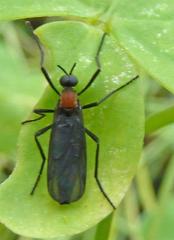 Plecia ruficollis