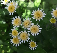 Tanacetum