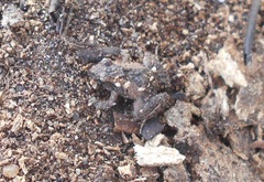 Pseudopaludicola pusilla