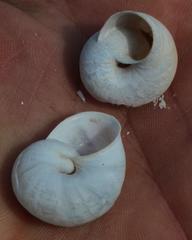 Dorcasia