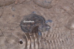 Staurotypus salvinii