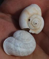 Dorcasia