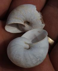 Dorcasia