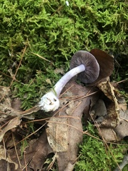 Cortinarius iodeoides