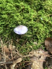 Cortinarius iodeoides