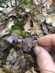 Cortinarius iodeoides