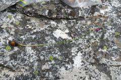 Romulea fibrosa