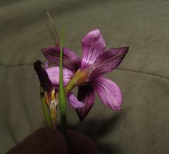 Romulea fibrosa