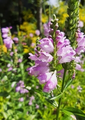 Physostegia virginiana