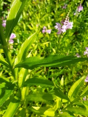 Physostegia virginiana
