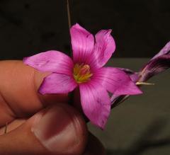 Romulea fibrosa