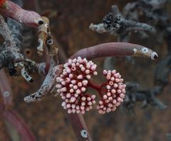 Crassula macowaniana