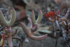 Crassula macowaniana