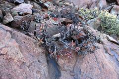 Crassula macowaniana