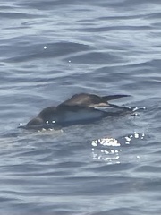 Puffinus lherminieri