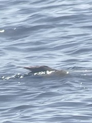 Puffinus lherminieri