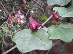 Passiflora sagasteguii