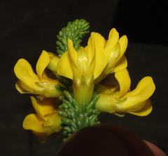 Aspalathus pinguis pinguis