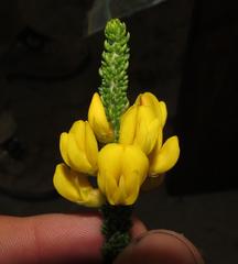 Aspalathus pinguis pinguis