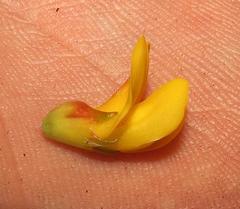 Aspalathus pinguis pinguis