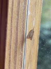 Argyrotaenia franciscana