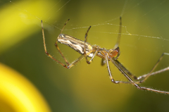 Tetragnatha versicolor