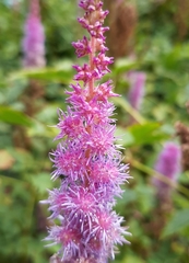 Astilbe rubra