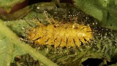 Solanophila paykullii