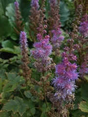 Astilbe rubra