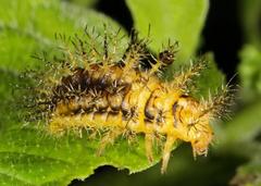 Solanophila paykullii