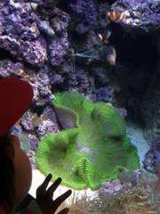 Stichodactyla