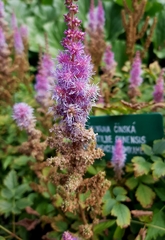 Astilbe rubra
