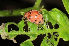 Solanophila paykullii