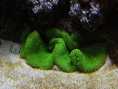 Stichodactyla