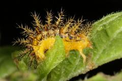 Solanophila paykullii