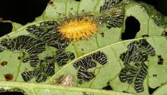 Solanophila paykullii