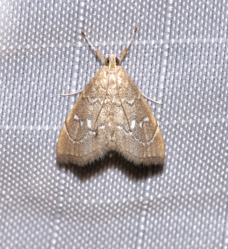 Three-spotted Kidney Moth photo 3