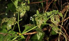 Solanophila paykullii