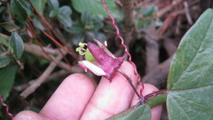 Passiflora sagasteguii