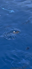 Lobotes surinamensis
