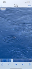 Lobotes surinamensis