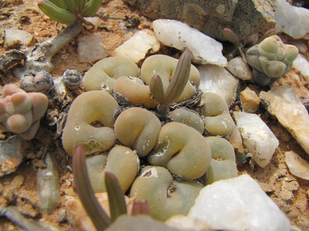 Conophytum concavum