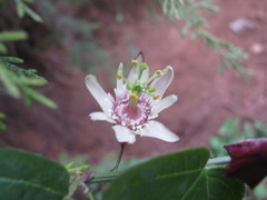 Passiflora sagasteguii
