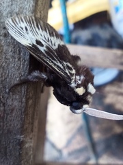 Megalopyge albicollis superba