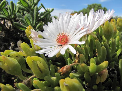 Meyerophytum meyeri var. holgatense L. Bolus