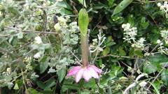 Passiflora cumbalensis