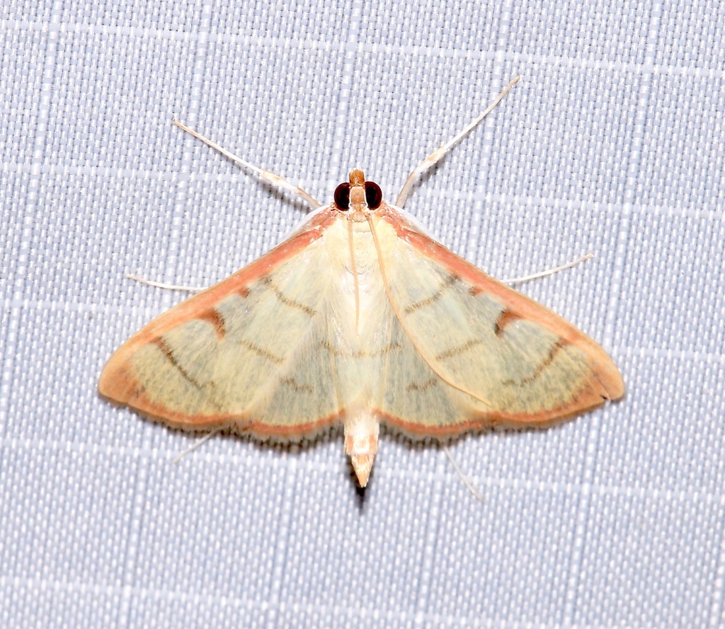 Sarabotys cupreicostalis