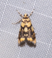 Diptychophora harlequinalis