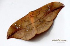 Copaxa multifenestrata